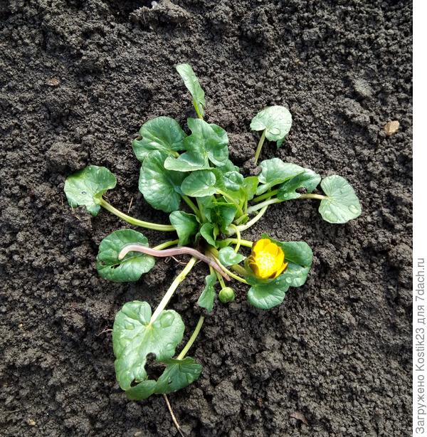 Червячки проснулись и помогают рыхлить землю :)