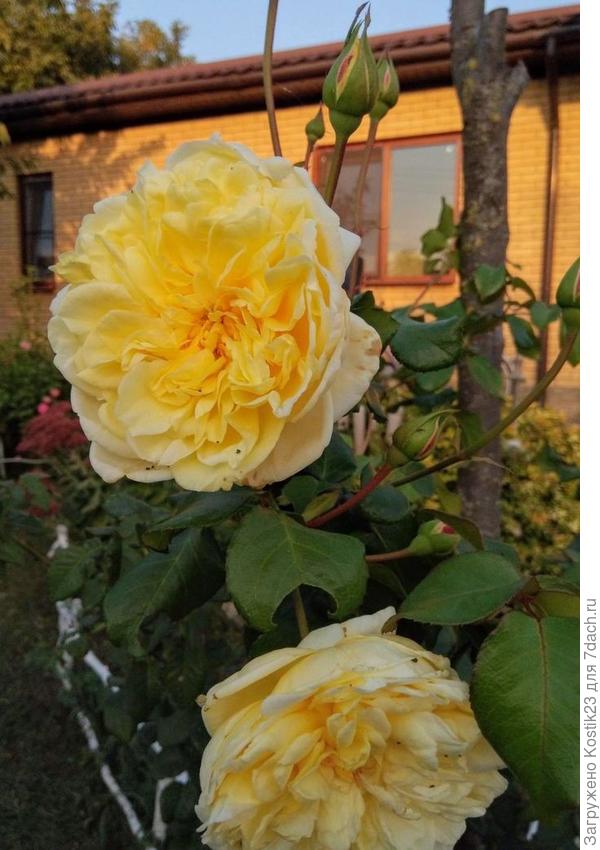 Вот роза плетнистая &quot;Казино&quot;,этот саженец посажен в марте 2018 года ,на фото это уже  сентябрь...