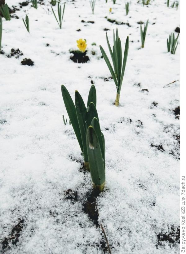 Нарциссы в снегу ...