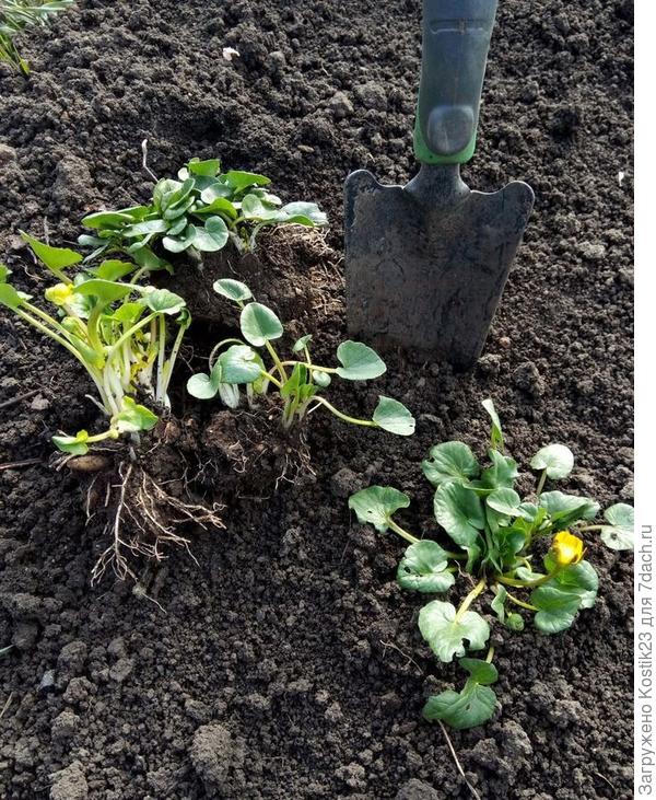 А буквально за день занимался посадкой :) Чистяк весенний :)