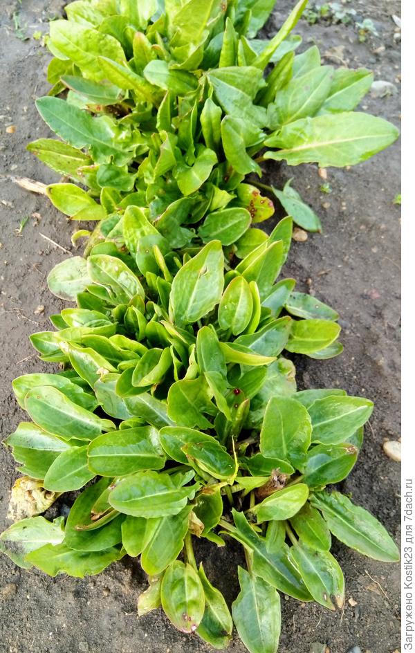 Уже щавель пошел ,молоденький :)