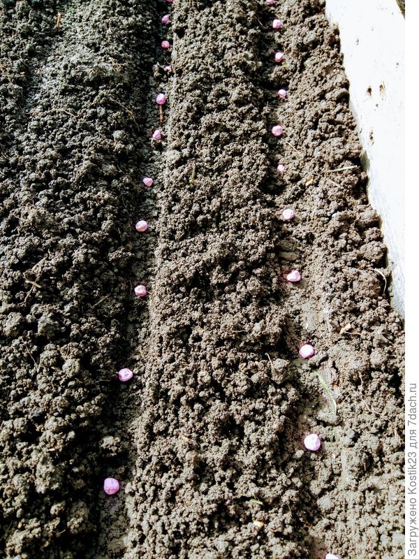 Горошек в бороздочках...