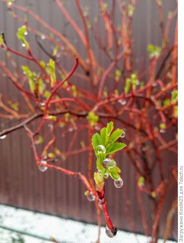 Несколько дней назад снег забегал попрощаться :)