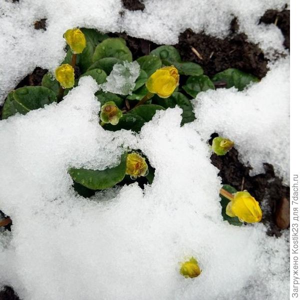 Несколько дней назад снег забегал попрощаться :)