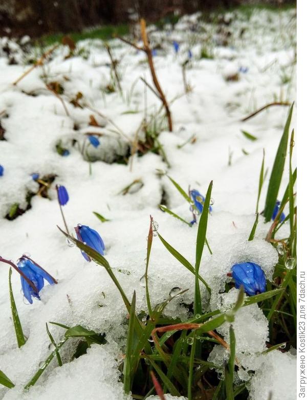 Несколько дней назад снег забегал попрощаться :)