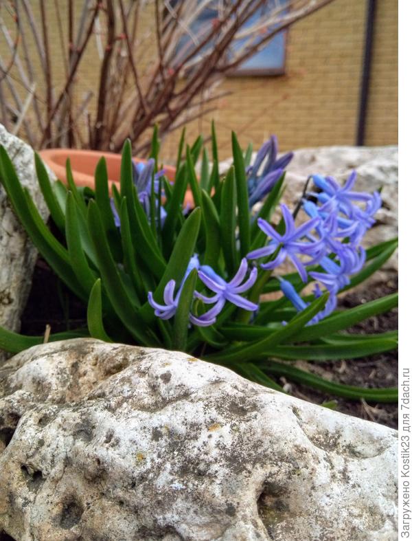 А это утром сегодня, ароматные гиацинты :)