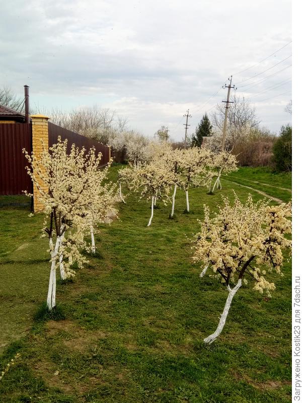 У дома зацвели тёрн...