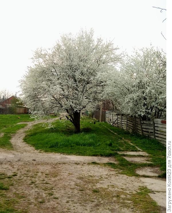 Напротив у соседей алыча цветёт ...:)