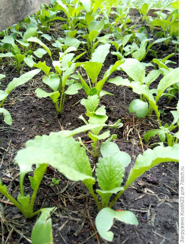 Редисочка...