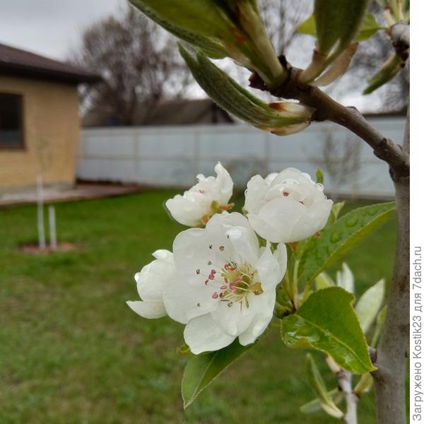 Первый раз зацвела ,первое цветение груша Конференция...
