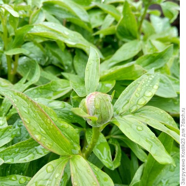 Пионы налили бутоны ...