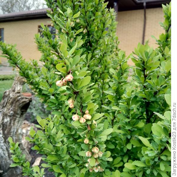 Барбарис зацветает...