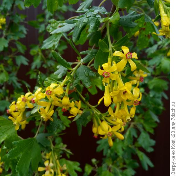 Смородина золотистая цветёт а аромат по всему двору...