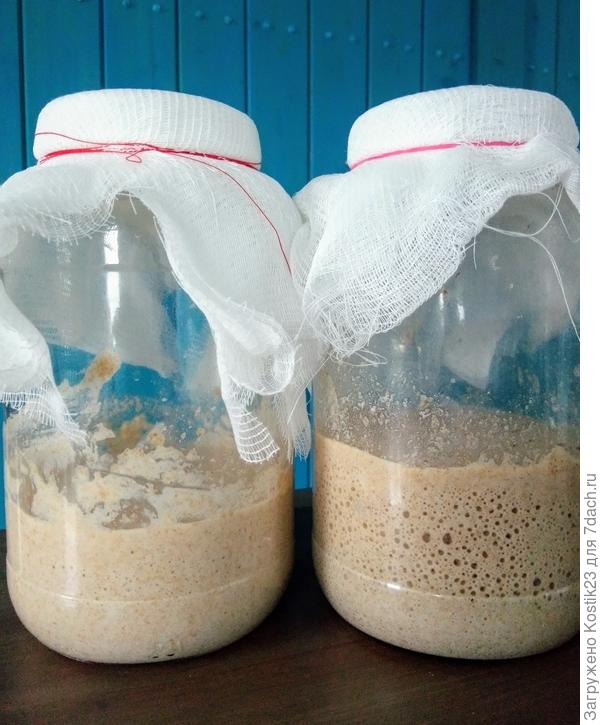 Вот с лева закваска только полкормил ( прошло  30 мин) А с права уже подкормленная 2 часа назад но не на пике. Ещё