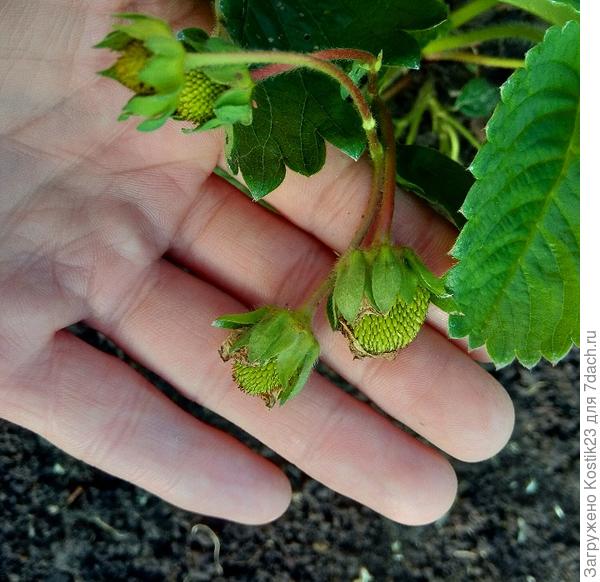 Лесная земляника вырастил из семечек в том году в этом году уже несколько кустов и ягодки созревают...