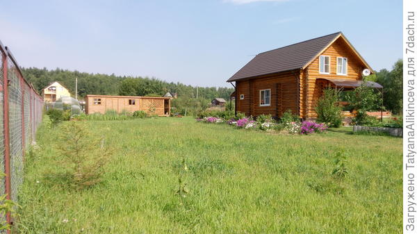 Вдоль забора посадила сирень. Сорняк растет быстрее....она пока малюсенькая.