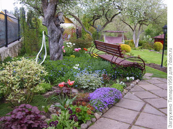 Барвинок под яблонями и многолетние цветы