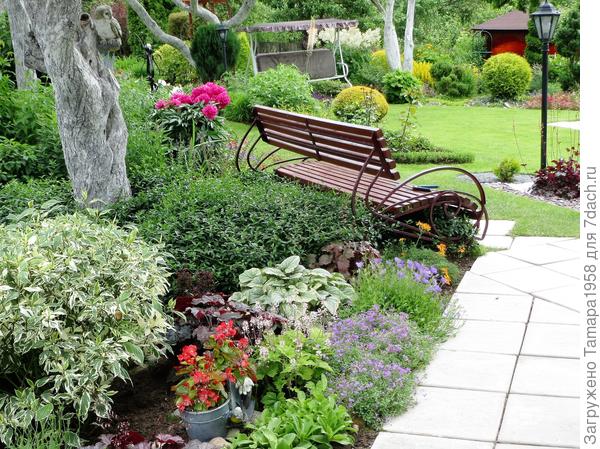 Барвинок зеленый