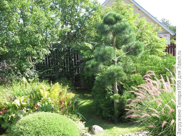 Другая сосна(из леса).