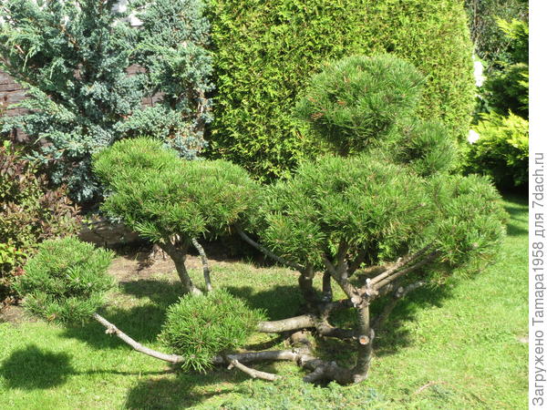 Горная сосна,я ее стригла,уже большой.