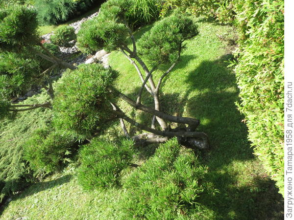 горная сосна с др.стороны.