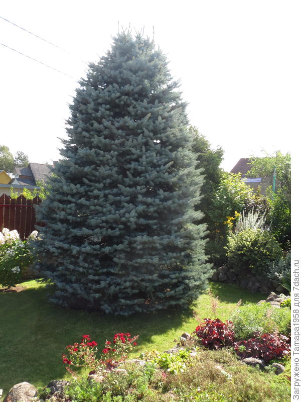 Ель голубая(конечно не совсем идеальная форма)