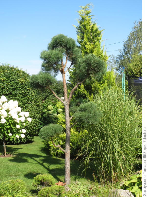 Сосна из леса, была посажена очень маленькой(10см.)