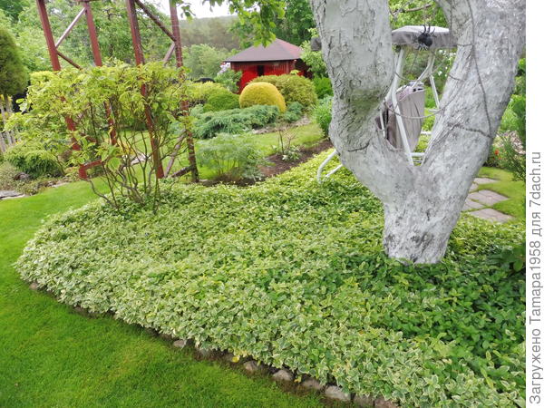 Этот пестролистный барвинок не цветет