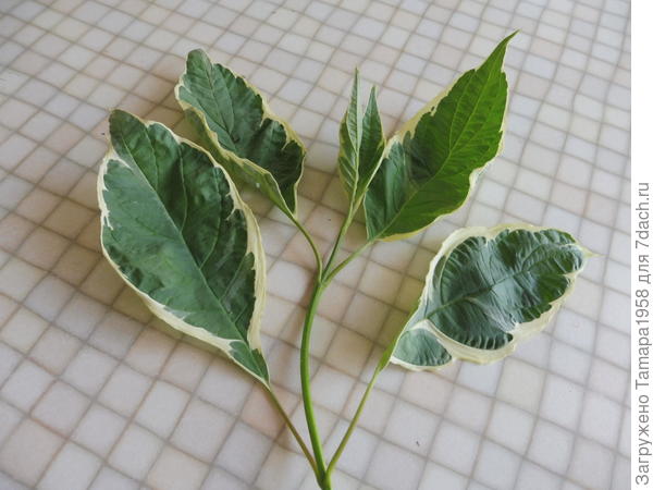 Такие черенки