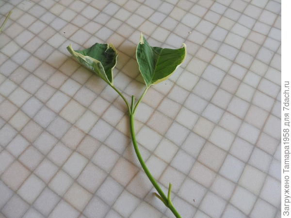 Подготовили к посадке