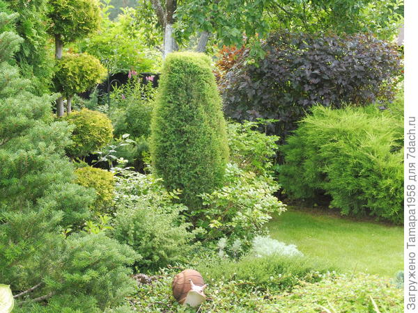 Его хорошо посадить с хвойниками