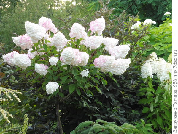 Ванила Фрайз