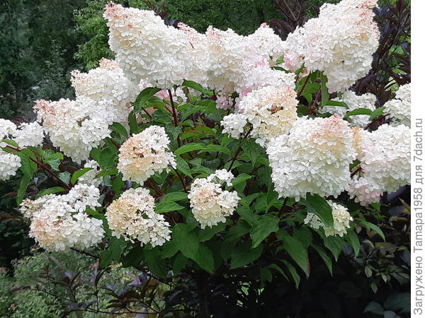 Гортензия Ванила Фрайз. начинает розоветь