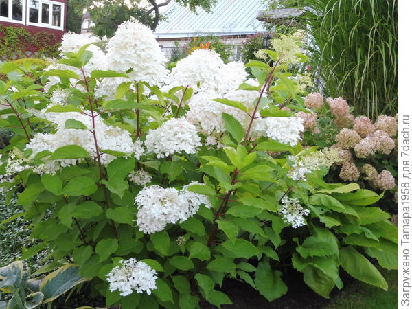 Фантом и рядом Пинк Анабель