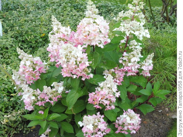 Пинки Винки