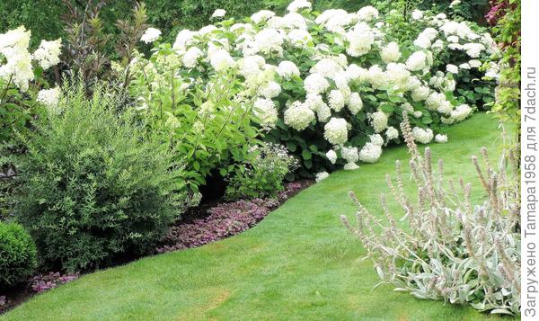 обычная крупнолистная гортензия