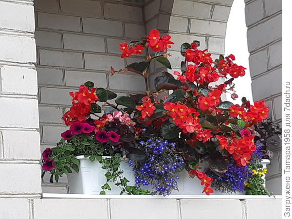 А в этом году подсадили в горшок.  Видно  в горшке уже цветет. Теперь буду каждый год вербейник сажать в горшок.