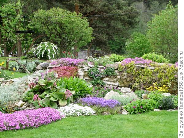 Яснотка в компании с другими цветами