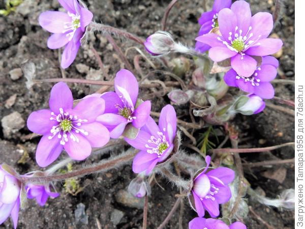 фиолетовая