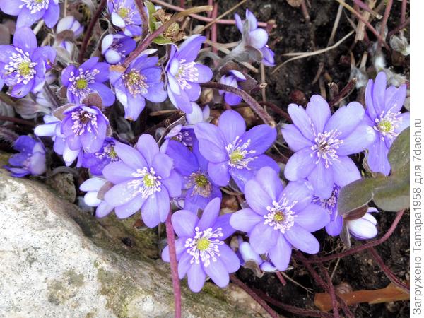 Бледно-голубая