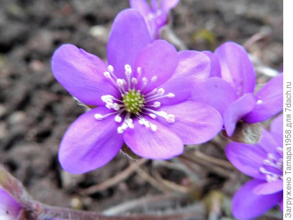 Фиолетовая