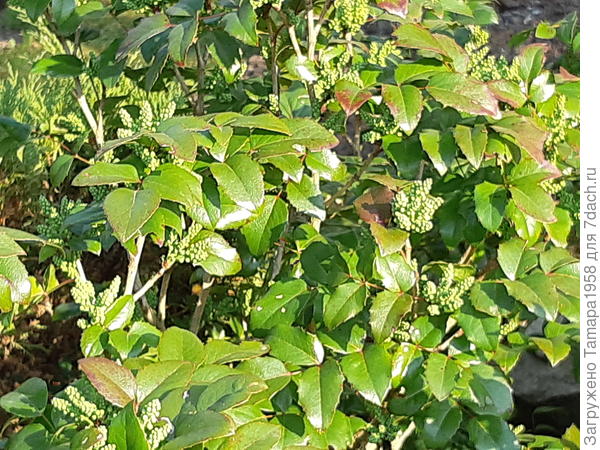 mahonia
