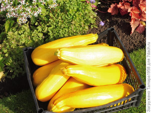 Желтоплодный кабачок цуккини - раннеспелый и урожайный. Описание сорта,секреты выращивания. Фото