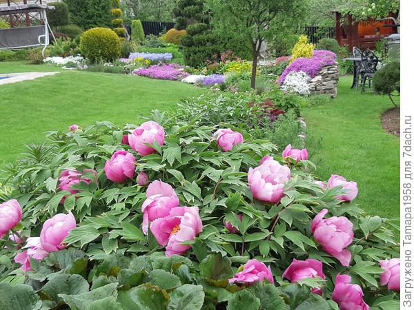 а этому уже много лет и бутонов было 48