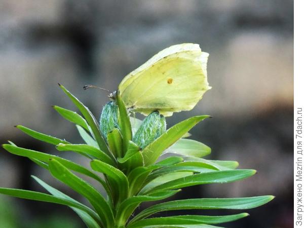 Гостья лилии