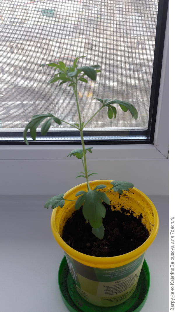 Подскажите, пожалуйста, что за растение?