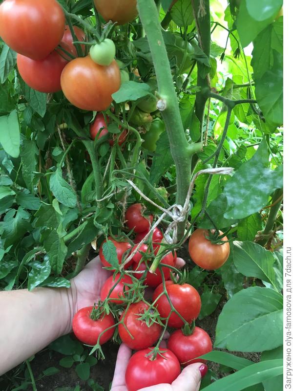 Томаты &amp;quot;Малиновая империя&amp;quot; САМАЯ большая кисть 19.07.17