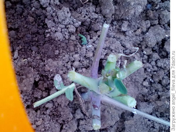 за неделю еще 5 кустов капусты