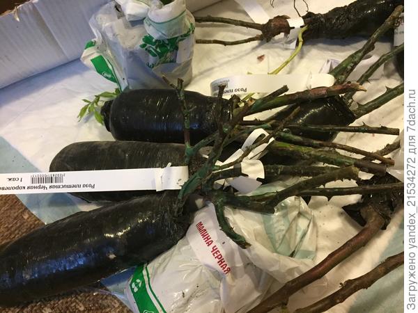 Розы вместе.