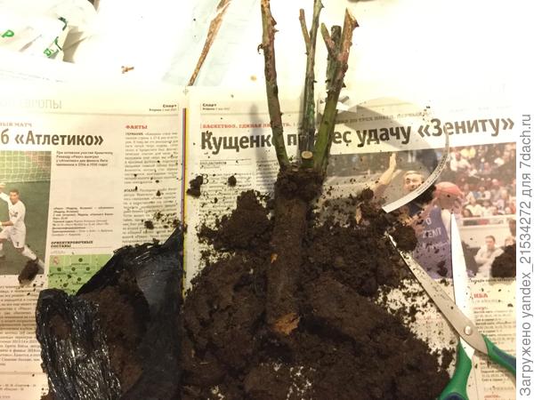 Роза. Без корней вообще.